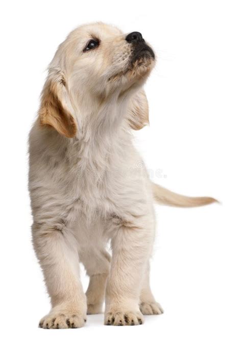 Golden Retriever Puppy Weeks Old Standing Stock Image Image Of