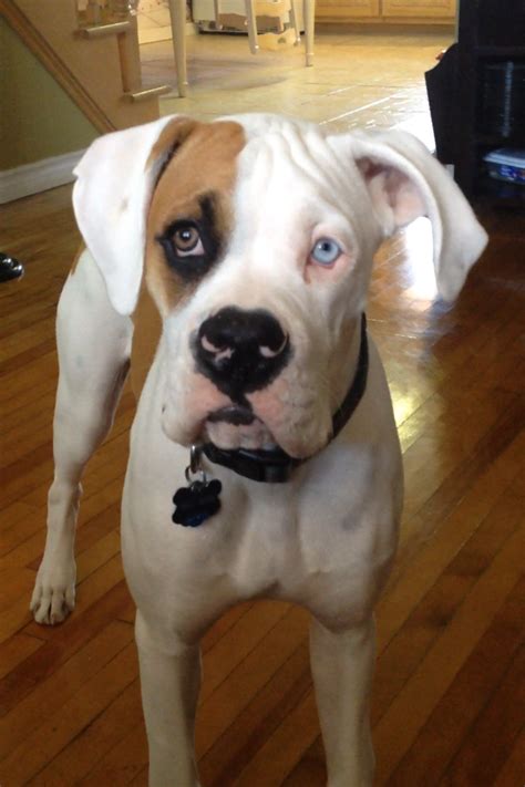 White Boxer Puppies With Blue Eyes