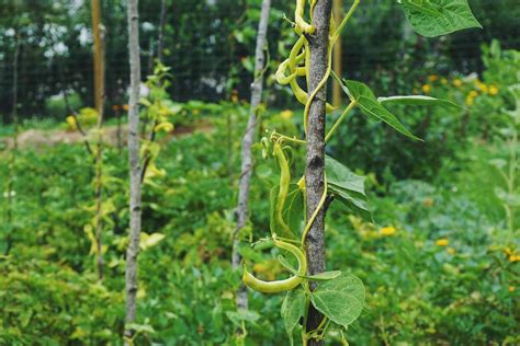 How to Grow Green Beans, Even With a Brown Thumb