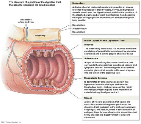 Esophagus Function In The Digestive System | MedicineBTG.com