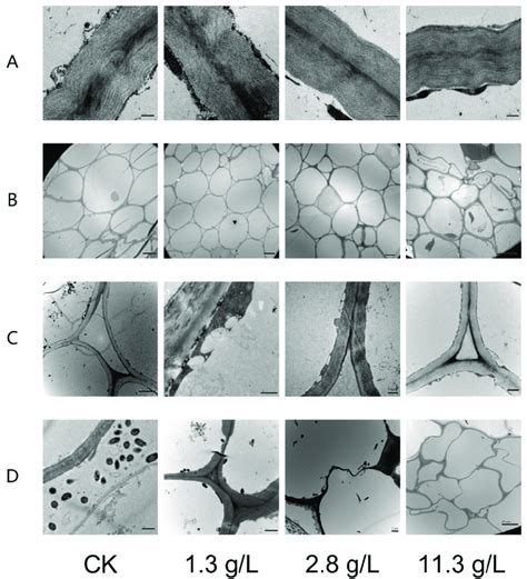 Effects of paclobutrazol at different concentrations on cells of O ...