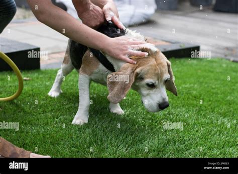 Outdoor Dog Bath Hi Res Stock Photography And Images Alamy