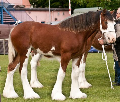 Clydesdale Foal 6 By Kennelwood Stock On Deviantart