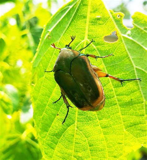 Green June Beetle Cotinis Nitida Bugguide Net