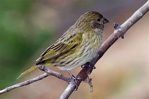 Birds Of Puerto Rico