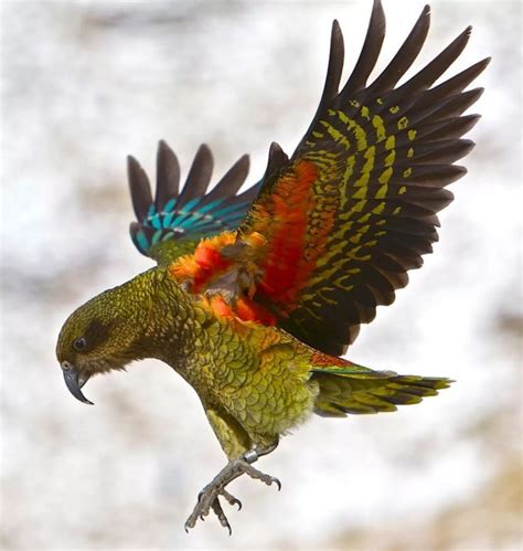 Kea Parrot | Aves, Animales, Loros