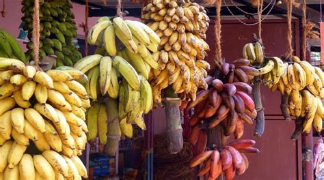 Banana Farming वैज्ञानिकों ने केले की लुप्त प्रजाति को किया