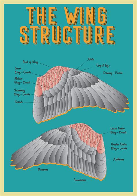 Parrot Anatomy Posters on Behance