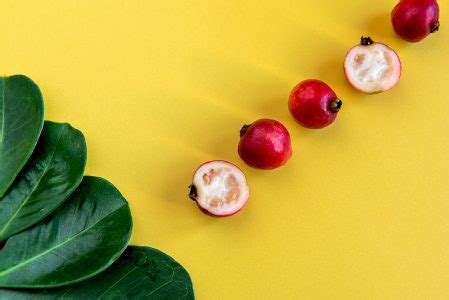 Folhas E Frutos Cattley Goiabeira Frutos Vermelhos Psidium Bovinoyanum