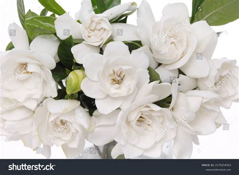 Branch White Gardenia White Background Stock Photo 2179254563