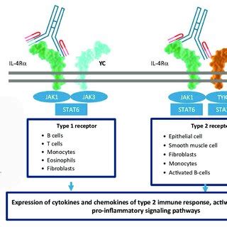 The main mechanism of action of dupilumab (adapted from Gandhi NA et ...