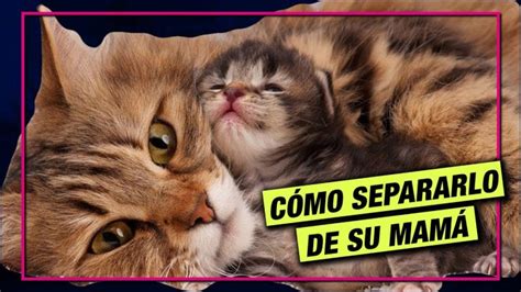 A Qu Edad Se Separan Los Gatos De Su Madre Descubre El Tiempo Ideal