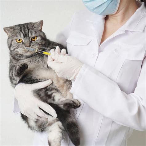 Veterinary Clinic Near Me | Miami (786) 536-5144