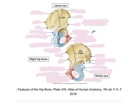 Hip Bone Features Quiz