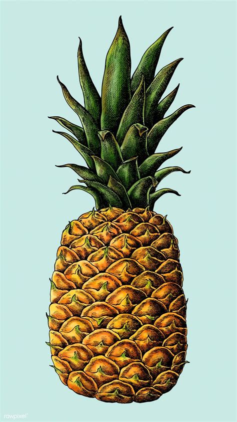 Pineapple Drawing Colour at Errol Gouveia blog