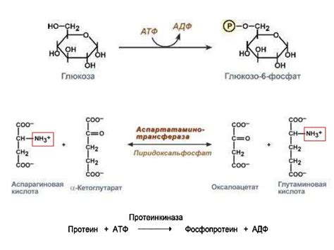 Ферменты: классификация и применение (тема 7) - презентация онлайн