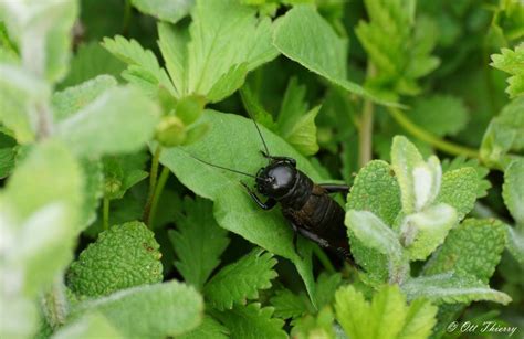 Grillon Champ Tre Ou Grillon Des Champs Gryllus Campestris