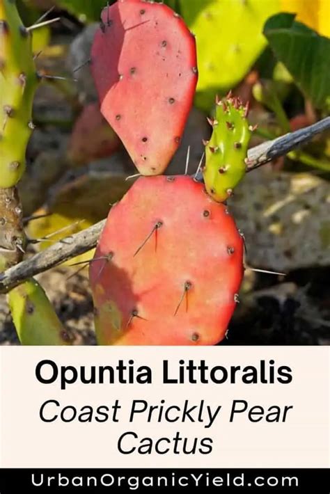 Common Types Of Opuntia Varieties | UrbanOrganicYield.com