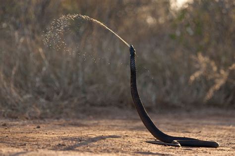 Il veleno dei serpenti sputatori non si è evoluto per uccidere ma