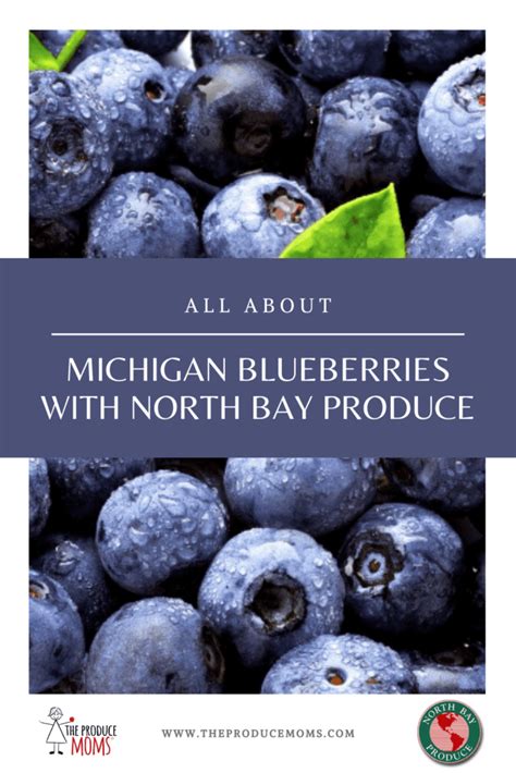 All About Michigan Blueberries North Bay Produce Blueberry Farm Tours