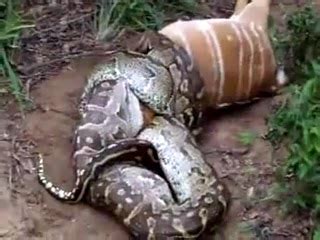 Best Jungle Life: Snake Latest Hunting Wallpapers/Snake Hunting Latest Pics