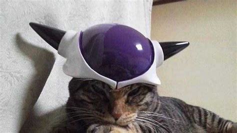 Adorable Cats in Funny Costumes | KLYKER.COM