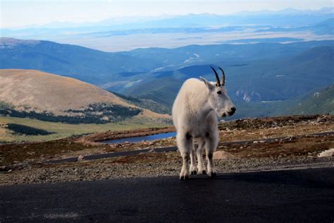 Colorado - Mount Evans: Mountain Goat | Mountain goats (Orea… | Flickr