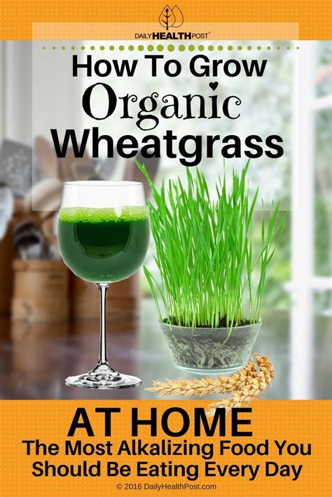 How To Grow Wheatgrass At Home Step By Step Video