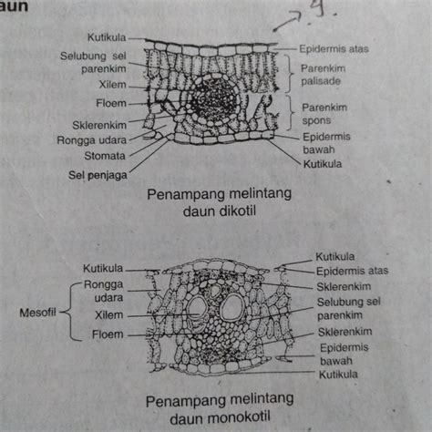 Sketsa Gambar Struktur Anatomi Daun Dikotil - IMAGESEE