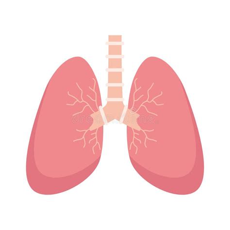 Lungs Human Organ Stock Vector Illustration Of Isolated 219044693