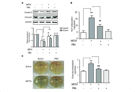 4 Phenylbutyricacid Pba An Endoplasmic Reticulum Stress Inhibitor Download Scientific