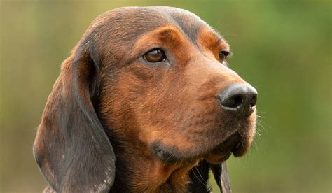 le basset des alpes air nature