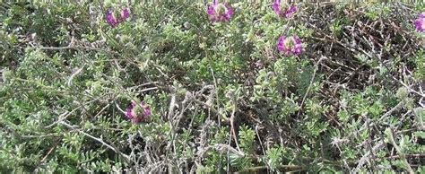 Dalea Species Trailing Indigo Bush Trailing Smoke Bush Dalea Greggii