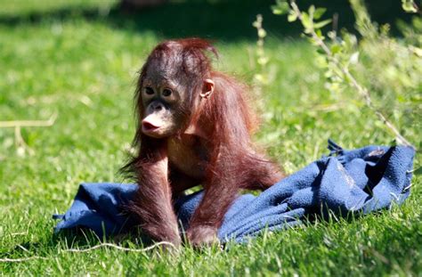 Orphaned baby orangutan shows affection for a stuffed animal toy