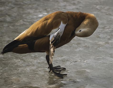 Bird Ruddy Shelduck Ornithology - Free photo on Pixabay - Pixabay