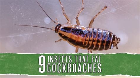 Insects That Eat Roaches Common Predators Pest Pointers