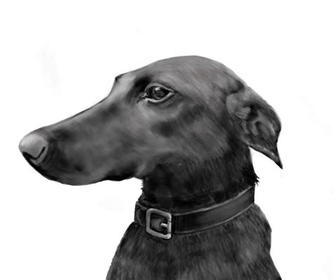 Long-Nosed Dog Hound by LocationCreator on DeviantArt