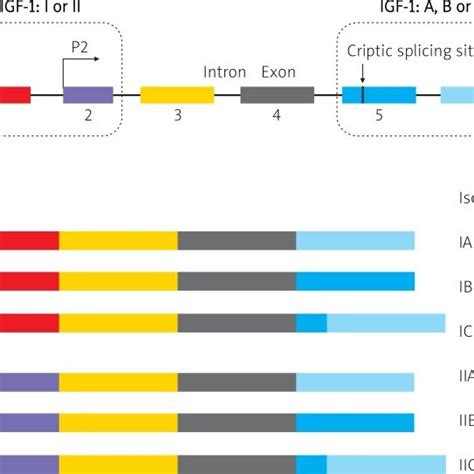 The Structure Of Igf 1 Gene And The Possible Splicing Of Alternative Download Scientific