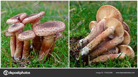 Armillaria Ostoyae Edible