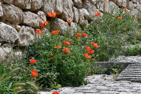 La Nature Coquelicots Coquelicot Photo Gratuite Sur Pixabay Pixabay