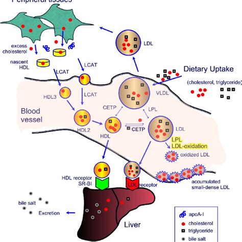 Various Beneficial Functions Of Hdl In Normal Circulation Healthy Hdl