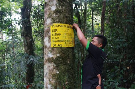 Donasi Hari Hutan Untuk Pohon Asuh Kki Warsi