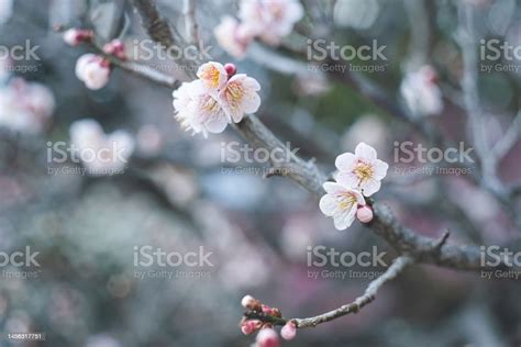 Photo Of Clear Sky And Beautiful Plum Blossoms Plum Grove At Dazaifu ...