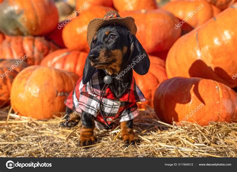 Cute Dachshund Puppy Dressed In A Village Check Shirt And A Cowboy Hat