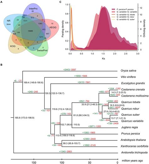 Frontiers A Chromosome Level Genome Assembly Of The Chinese Cork Oak