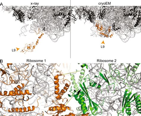 Multimeric States Of The Ribosome Ribosomal Proteins Black And Rrna