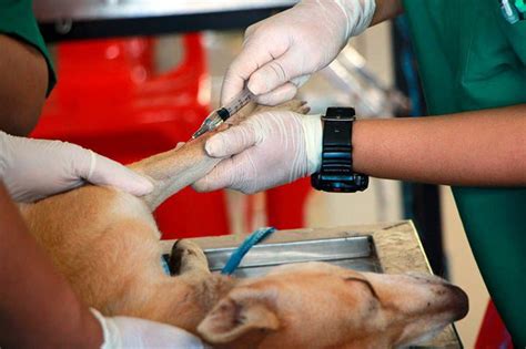 Cómo esterilizar a un perro Técnicas y beneficios