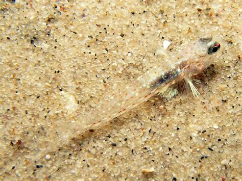 Sand Goby Top View Photo And Wallpaper Cute Sand Goby Top View Pictures