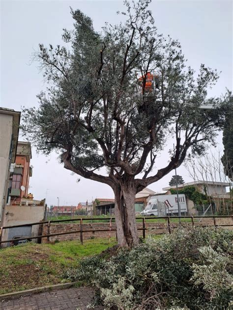 Cerveteri Potati Gli Olivi Del Granarone E Del Parco Della Legnara