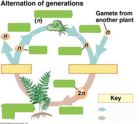 General Plant Life Cycle Diagram Quizlet